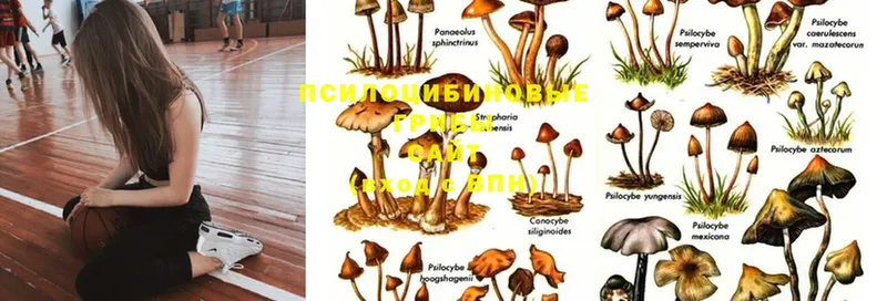 Псилоцибиновые грибы Psilocybe  МЕГА онион  Скопин 